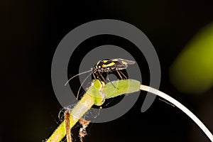 Strange yellow-black insect