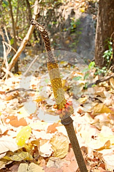 Strange yellow flower with sunlight in the Dipterocarp forest at the mountain, Op Luang National Park, Hot, Chiang Mai, Thailand