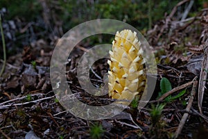 Strange yellow growth in Oregon forest.