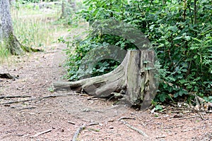 A strangely placed large stump that looks like it\'s not embedded in the ground. Europe