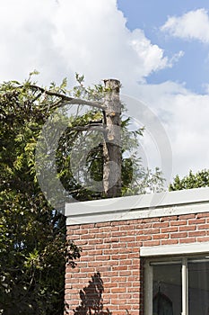 Strangely Pruned Tree Beside House