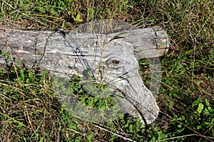 Strangely shaped dried tree log left in family house backyard surrounded with uncut grass