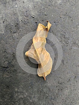 A strangely shaped, dry leaf