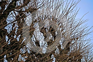 Strangely shaped tree crowns against the blue sky. Trees cut in spring have sprouted new branches