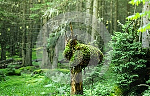 Strangely shaped tree trunk with mosses and lichens