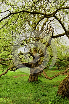 Strangely shaped trees