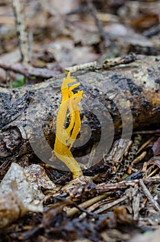 Strangely shaped Yellow Stagshorn grow in the forest photo