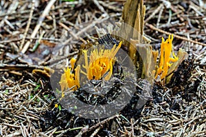 Strangely shaped Yellow Stagshorn grow in the forest photo