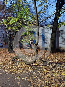 A strangely twisted tree.