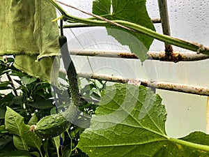 A strangely uneven cucumber hangs in the greenhouse. fruits of vegetables ripen in the garden. cucumbers surrounded by green large