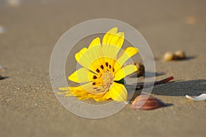 Stranger on the beach