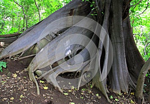Strangler Fig Buttress Roots in the Jungle