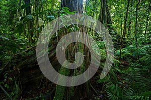 Strangler Fig, a host tree in the Daintree Rainforest, Mossman Gorge, North Queensland, Australia