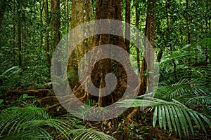 Strangler Fig, a host tree in the Daintree Rainforest, Mossman Gorge, North Queensland, Australia