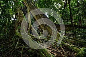 Strangler Fig, a host tree in the Daintree Rainforest, Mossman Gorge, North Queensland, Australia