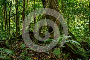 Strangler Fig, a host tree in the Daintree Rainforest, Mossman Gorge, North Queensland, Australia