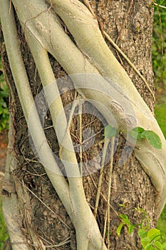 Strangler Fig Roots Strangle A Cypress Tree
