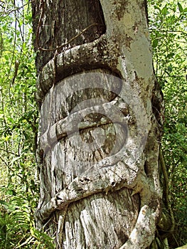 Strangler Fig Strangles A Cypress Tree