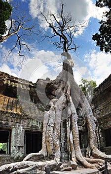 Strangler fig at Ta Prohm, Angkor / Cambodia photo