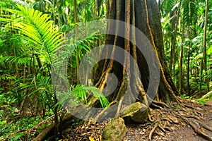 A strangler fig in the Tamborine National Park in the Gold Coast Hinterland