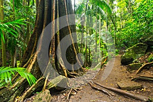 A strangler fig in the Tamborine National Park in the Gold Coast Hinterland photo