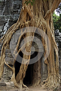 Strangler fig on temple entrance door photo