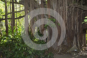 A Strangler Fig Tree photo