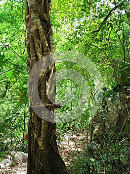 Strangler Fig Tree in Mexican Jungle Forest on Cozumel Island, Mexico photo