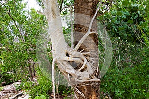Strangler fig tree girding another tree photo