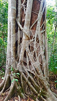 Strangler Fig Tree North Queensland Australia photo