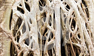 Strangler Fig tree roots background close up. photo