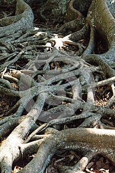 Strangler fig tree roots Ficus aurea