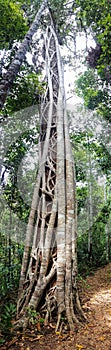 Strangler Fig Tree in the tropical forest panaroma view photo