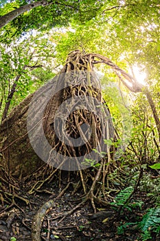Strangler fig tree in tropical forest photo