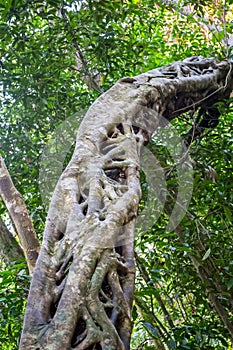 Strangler Fig Tree from which the Tree has Died and Rotted away in Rainforest, Queensland, Australia