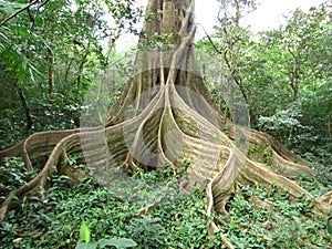 Strangler Fig