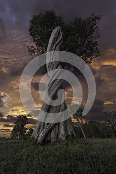 A Strangler Fig twisting its way around its Host. photo