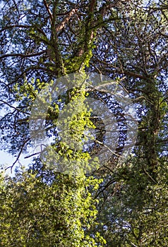 Strangler plant on pine tree
