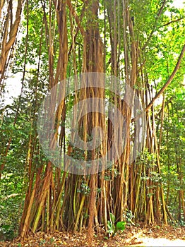 Strangling fig photo