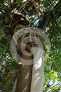 Strangling Vine surrounding Palm Tree trunk