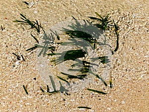 Strap caulerpa at low tide