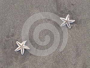 Strars on the beach photo