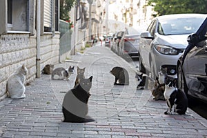 Strat cats in street. Outdoor pet animal photo