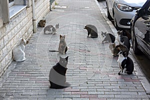 Strat cats in street. Outdoor pet animal photo