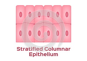 Stratified columnar epithelium / Epithelial tissue