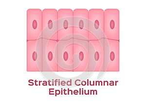 Stratified columnar epithelium / Epithelial tissue photo