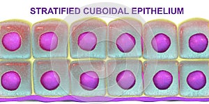 Stratified cuboidal epithelium