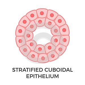 Stratified cuboidal epithelium. Tubular epithelial cells.