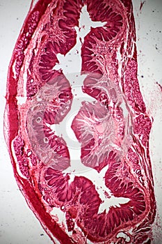 Stratified flat epithelium section under the microscope