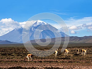 Stratovolcano El Misti, Arequipa, Peru photo